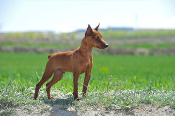 Brown miniature pinscher on the grass in the field