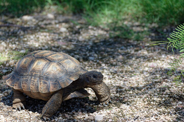 Desert Tortoise Walking in the Desert and Searching for Food