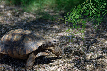 Desert Tortoise Walking in the Desert and Searching for Food