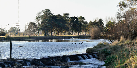 Ducks in the lake with trees around them