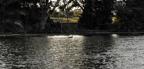 Duck in the lake with trees around them