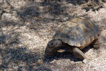 Desert Tortoise Walking in the Desert and Searching for Food