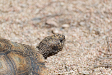 Desert Tortoise Walking in the Desert and Searching for Food