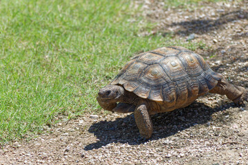 Desert Tortoise Walking in the Desert and Searching for Food