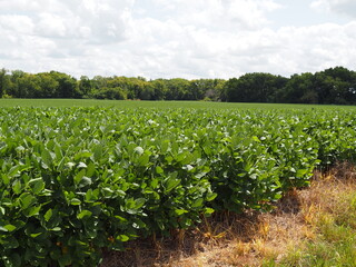 Fototapeta na wymiar Soybean field in Kansas Flint Hills.