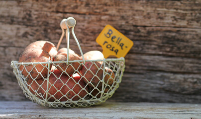 potatoes in the bio garden