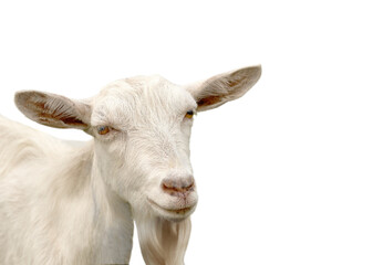 Portrait of a white hornless dairy goat with orange eyes