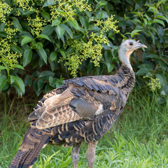 turkey on the grass
