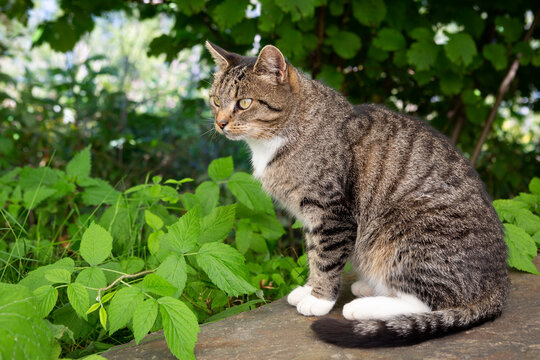 Getigerte Katze im Garten