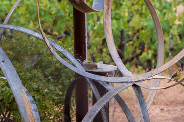 Fototapeta premium Bird in a birdbath