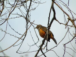 robin on branch