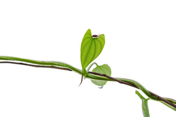 Heart shaped leaf vine plant climbing isolated on white background.