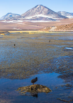 Tagua gigante en bofedal Putana, Atacama Chile