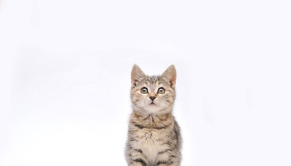 Cute little grey kitten posing on white background.