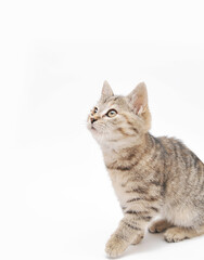 Fototapeta na wymiar Cute little grey kitten posing on white background.