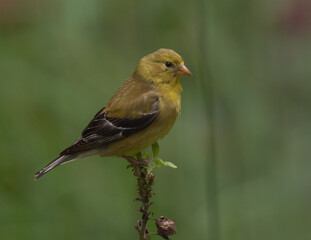 Adult female American Goldfinch