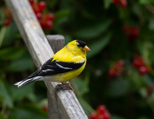 Adult male American Goldfinch