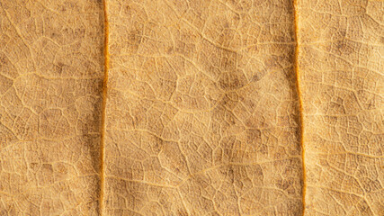 Old leaf surface, close up texture background