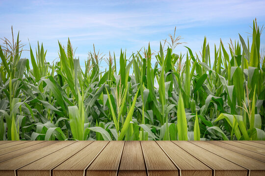 Empty table and green corn maize field in agricultural garden with blue sky