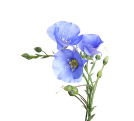 Beautiful light blue flax flowers isolated on white