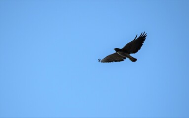 voo no céu azul