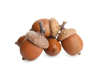 Many beautiful brown acorns on white background