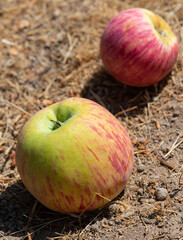 Gravenstein apples fallen from the tree, lying on the ground
