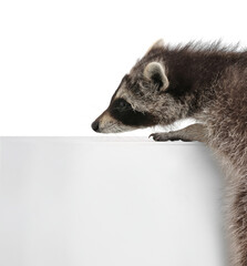 Cute funny common raccoon isolated on white
