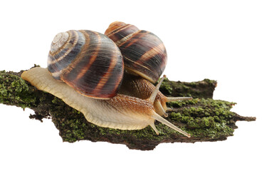 Common garden snails crawling on tree bark against white background