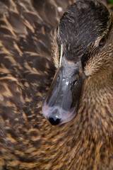 close up of a duck