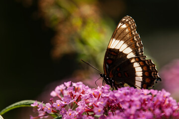 Obraz na płótnie Canvas Red-spotted purple butterfly
