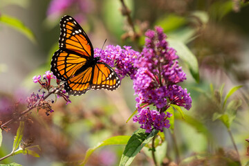 Fototapeta premium Viceroy Butterfly on purple flower