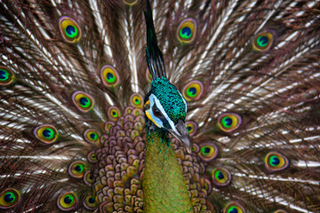 Fototapeta premium close up portrait of a peacock