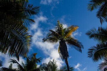 Fototapeta na wymiar Palm forest in the coastal area of ​​La Guaira in Venezuela