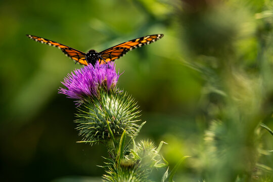 Monarch Butterfly on purple wildflower