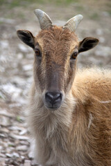 close up of a goat