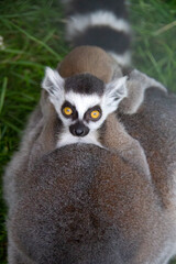 Obraz premium baby lemur on the back of his mother