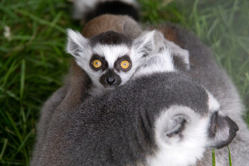 Fototapeta premium baby lemur on the back of his mother