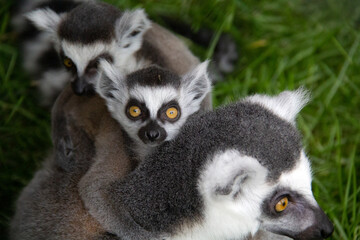 Fototapeta premium baby lemur on the back of his mother