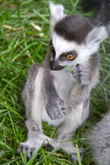 portrait of a baby lemur