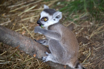 portrait of a baby lemur