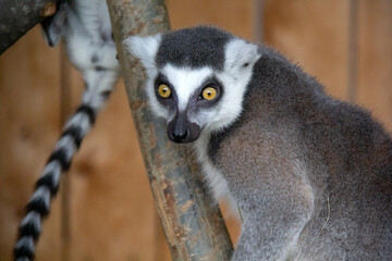 lemur on a tree