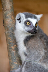 lemur on tree