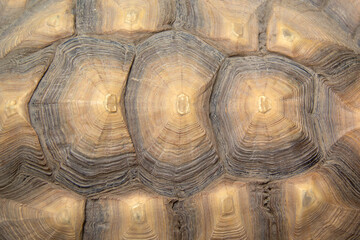 close up of the shell of a  turtle