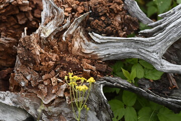 contrast between life and decay flowers and rotting wood
