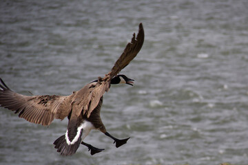 portrait of a fying Canada goose