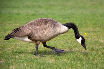 portrait of a Canada goose