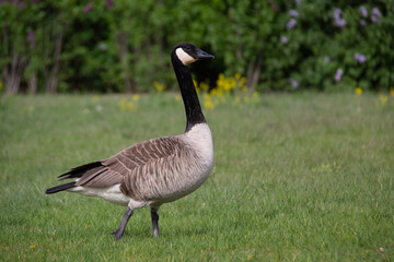 Fototapeta premium portrait of a Canada goose