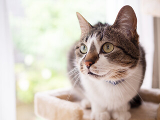 窓のそばのキャットタワーの上の猫