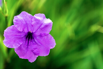 Obraz premium Thiching, Fahprathanporn, Wild Petunia/Mexican Bluebell/Mexican Petunia. Conical flowers with 5 separate ends, pink, purple and white petals with dark center flowers